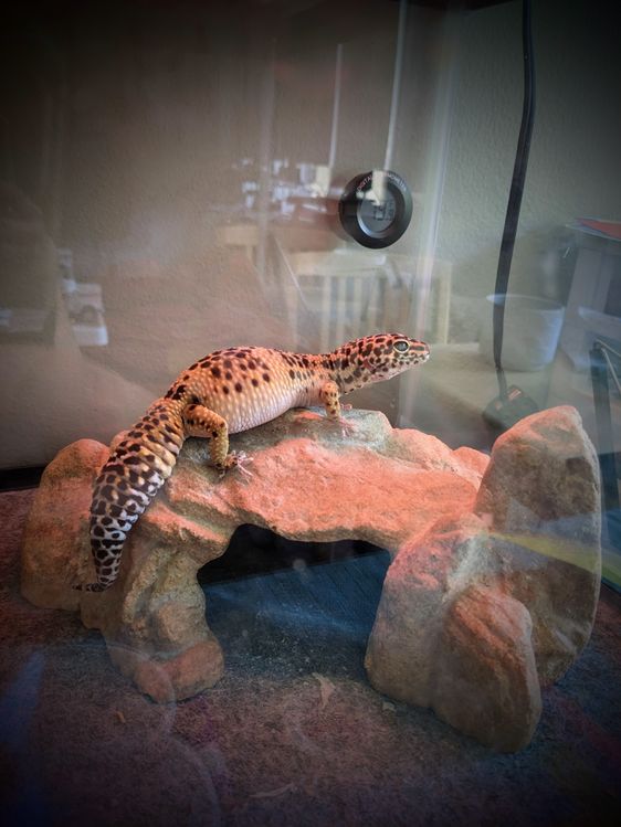 Diandian the Leopard Gecko